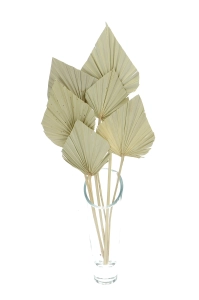 Dried natural palm leaf - Palm Spear