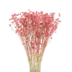 Dried pink Linum (Flax) - bunch - dried flowers
