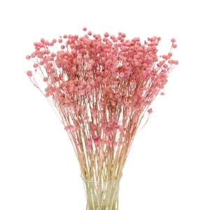 Dried pink Linum (Flax) - bunch - dried flowers