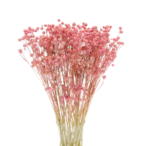 Dried pink Linum (Flax) - bunch - dried flowers