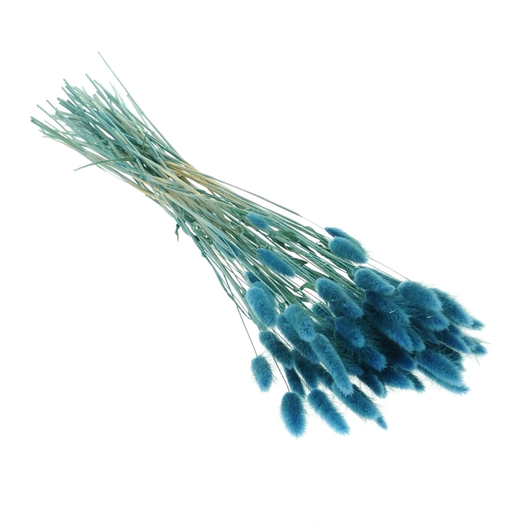 Lagurus blau "denim" - Strauß ~60 Stück