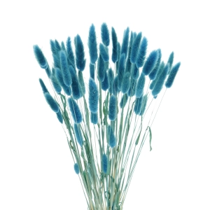 Lagurus blau "denim" - Strauß ~60 Stück