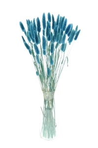 Lagurus blau "denim" - Strauß ~60 Stück