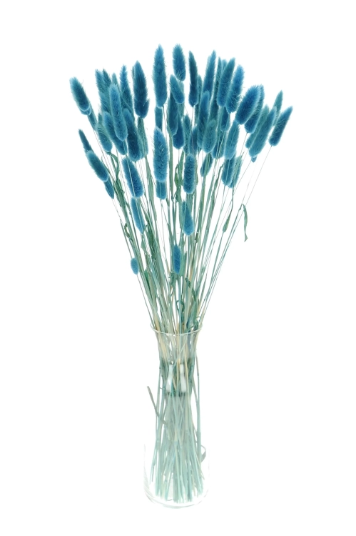 Lagurus blau "denim" - Strauß ~60 Stück