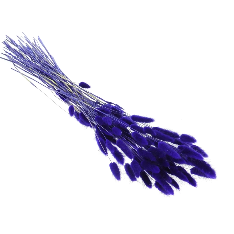 Dried indigo Lagurus - bunny tail grass ~60 stems
