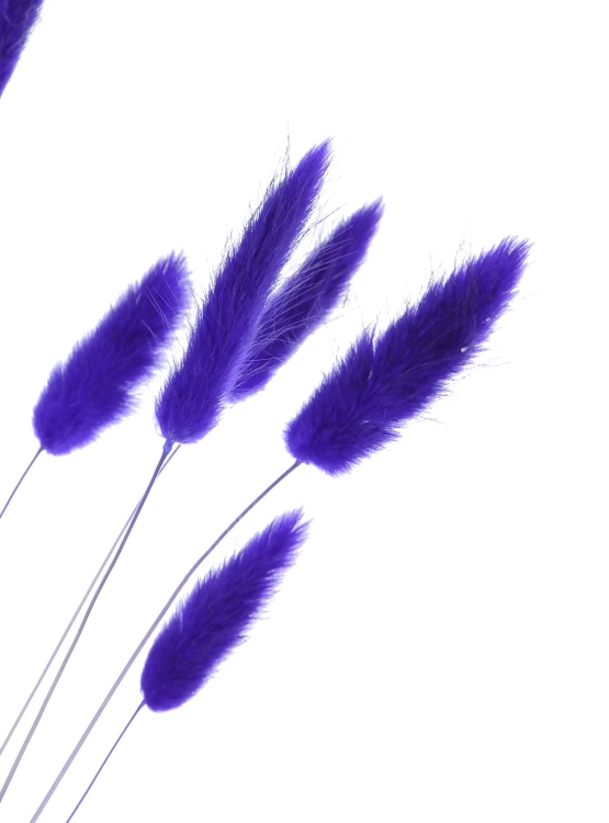 Lagurus indigoviolett - Strauß ~60 Stück