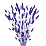Dried indigo Lagurus - bunny tail grass ~60 stems