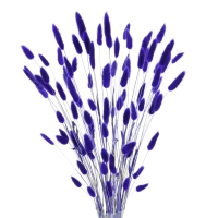 Dried indigo Lagurus - bunny tail grass ~60 stems
