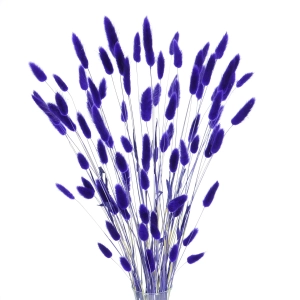 Dried indigo Lagurus - bunny tail grass ~60 stems