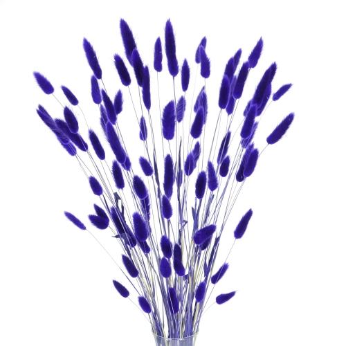 Dried indigo Lagurus - bunny tail grass ~60 stems