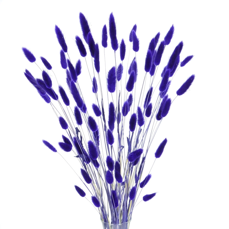 Dried indigo Lagurus - bunny tail grass ~60 stems