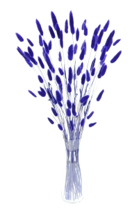 Dried indigo Lagurus - bunny tail grass ~60 stems