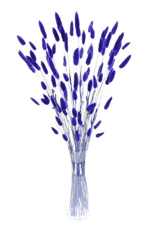 Lagurus indigoviolett - Strauß ~60 Stück