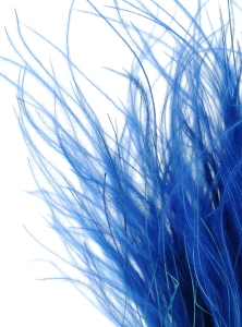 Dried navy blue Stipa feather (Stipa pennata) - bunch