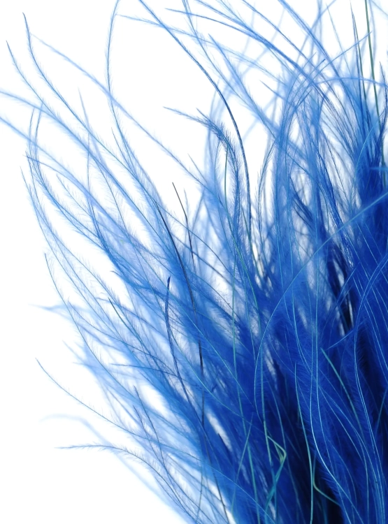 Dried navy blue Stipa feather (Stipa pennata) - bunch