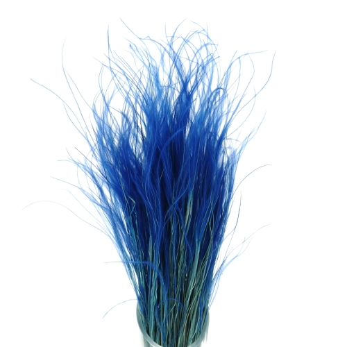 Dried navy blue Stipa feather (Stipa pennata) - bunch