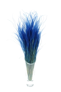 Dried navy blue Stipa feather (Stipa pennata) - bunch