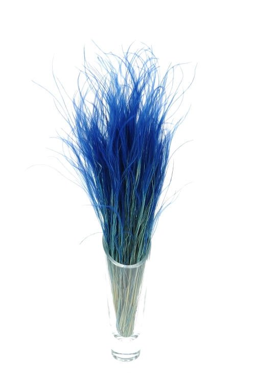 Dried navy blue Stipa feather (Stipa pennata) - bunch