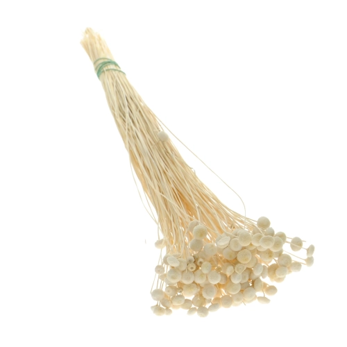 Getrockneter botao (Amarelino) weiß OUTLE