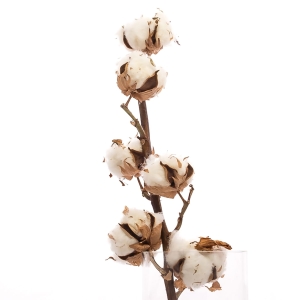 Dried cotton stem with 6 flowers
