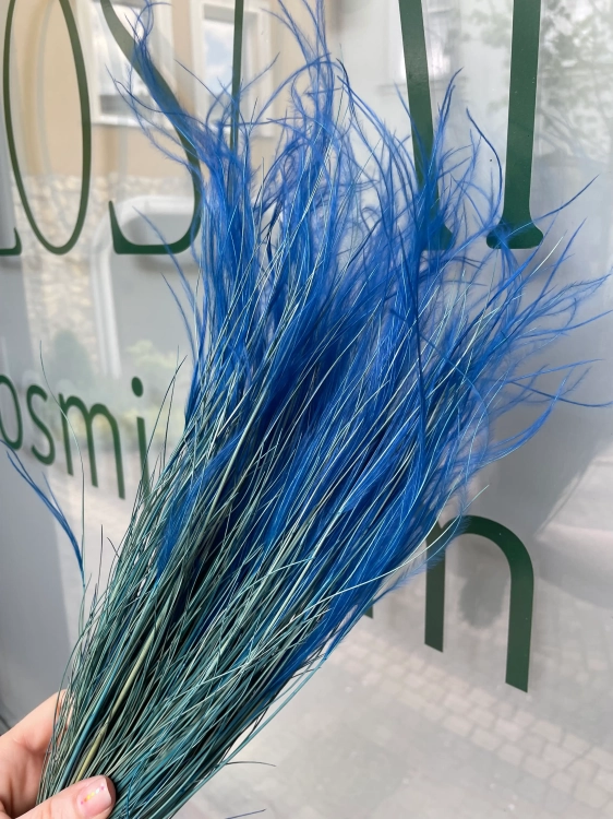 Stipa pennata (Pfriemengras), blau OUTLET