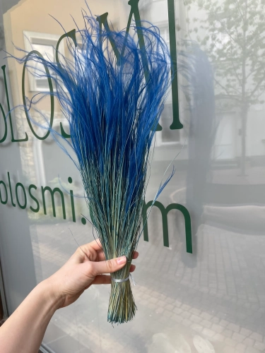 Stipa pennata (Pfriemengras), blau OUTLET