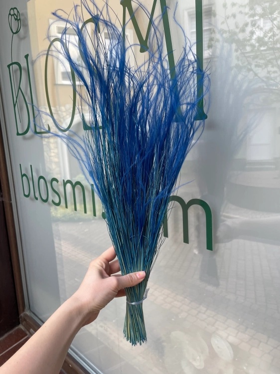 Stipa pennata (Pfriemengras), blau OUTLET