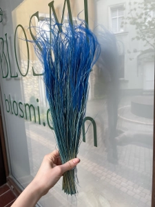 Stipa pennata (Pfriemengras), blau OUTLET