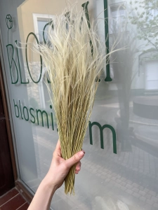 Stipa pennata (Pfriemengras), natürlich OUTLET