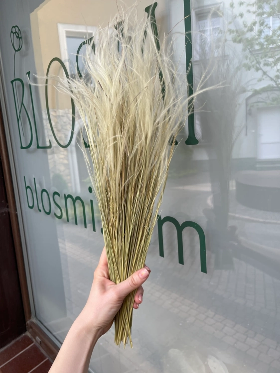 Stipa pennata (Pfriemengras), natürlich OUTLET