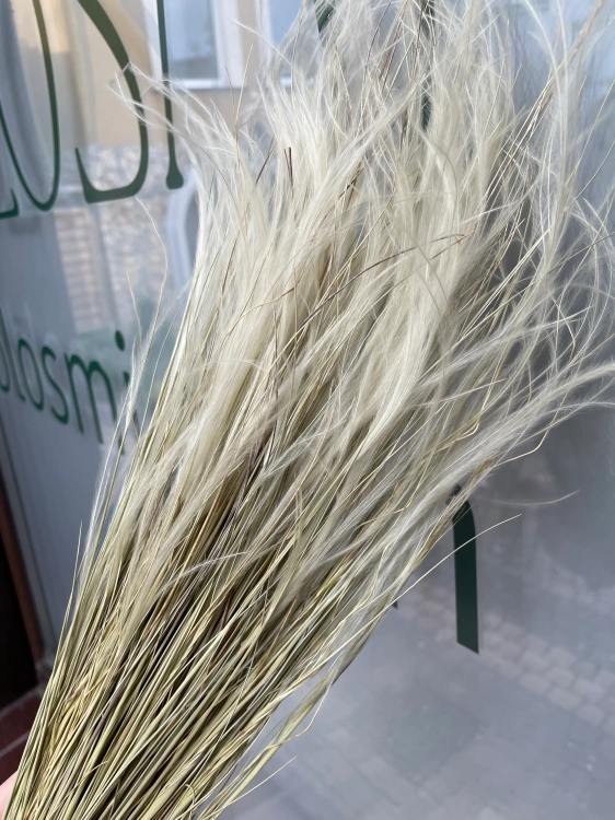 Stipa pennata (Pfriemengras), natürlich OUTLET