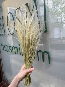 Stipa pennata (Pfriemengras), natürlich OUTLET