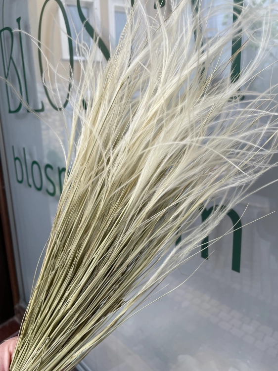 Stipa pennata (Pfriemengras), natürlich OUTLET
