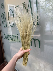 Stipa pennata (Pfriemengras), natürlich OUTLET