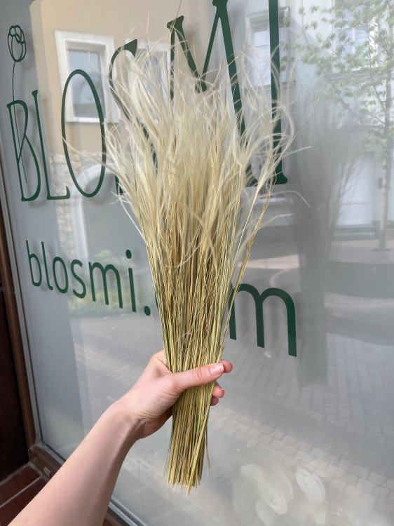 Stipa pennata (Pfriemengras), natürlich OUTLET