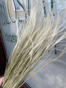 Stipa pennata (Pfriemengras), natürlich OUTLET