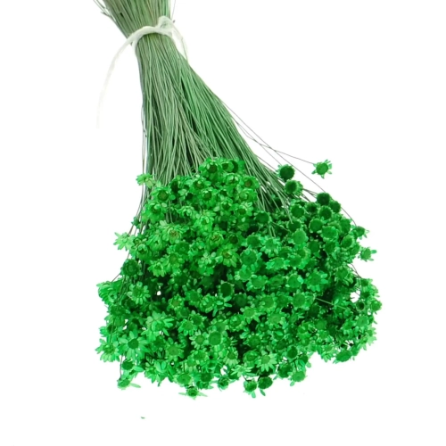 Getrocknete Glixia grün OUTLET