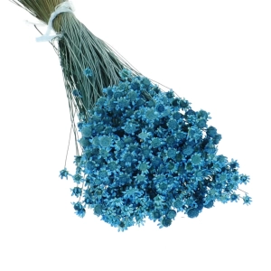 Getrocknete Glixia blau OUTLET