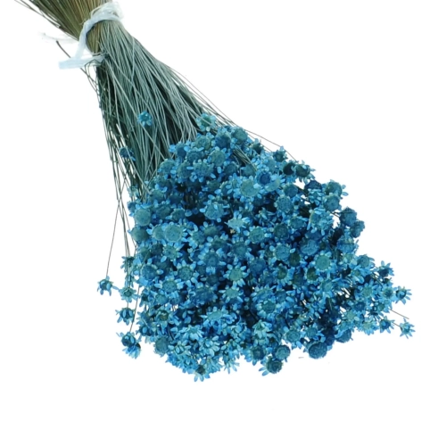 Getrocknete Glixia blau OUTLET