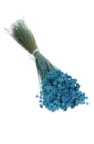 Getrocknete Glixia blau OUTLET