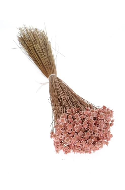Getrocknete Glixia hellrosa OUTLET