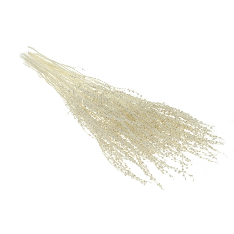 Getrocknetes gebleichtes Lepidium (Gartenkresse) - Strauß