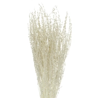 Dried bleached Lepidium (garden cress) - bunch