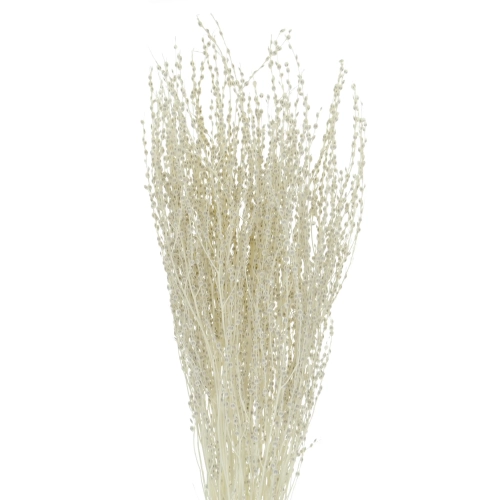 Getrocknetes gebleichtes Lepidium (Gartenkresse) - Strauß