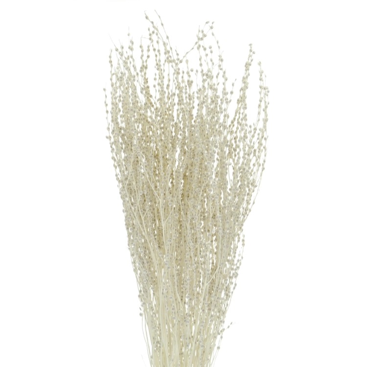 Getrocknetes gebleichtes Lepidium (Gartenkresse) - Strauß