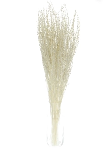 Dried bleached Lepidium (garden cress) - bunch