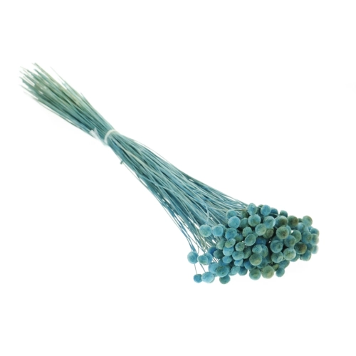 Suszone botao niebieskie OUTLET