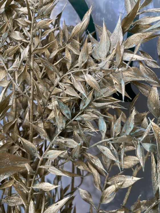 Ruscus (Mäusedorne) gold OUTLET