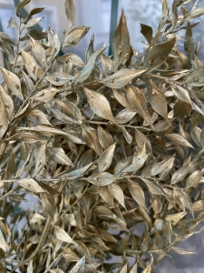 Ruscus (Mäusedorne) gold OUTLET