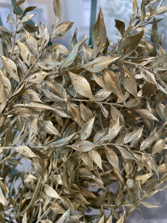 Ruscus (Mäusedorne) gold OUTLET